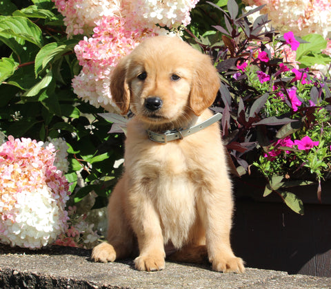 AKC Registered Golden Retriever For Sale Holmesville OH Female-Misty