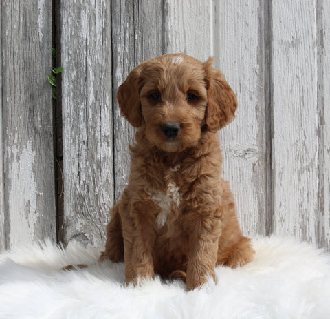 Goldendoodle For Sale Millersburg OH Male-Milo