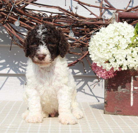 AKC Standard Poodle For Sale Sugarcreek OH Male-Milo