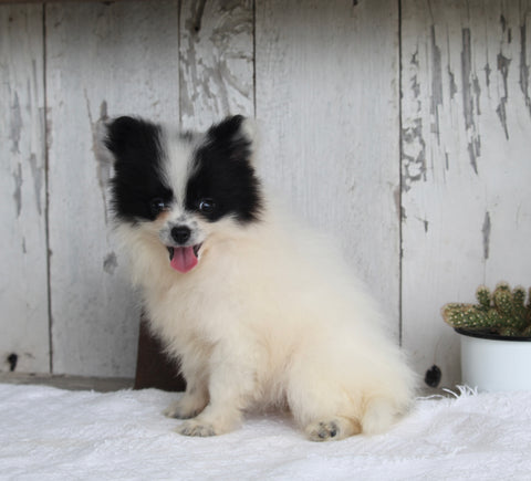 ACA Registered Pomeranian For Sale Millersburg OH Female-Taffy