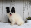 ACA Registered Pomeranian For Sale Millersburg OH Female-Taffy