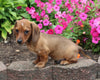 ACA Registered Dachshund For Sale Fredericksburg OH Male-Freddy