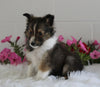 ACA Shetland Sheepdog For Sale Baltic OH Female-Joyce