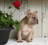 AKC Registered French Bulldog For Sale Millersburg OH Male-Apollo