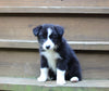 AKCA Registered Border Collie For Sale Warsaw OH Female-Sadie