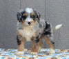 Mini Bernedoodle For Sale Millersburg OH Male-Trevor
