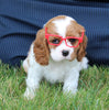 AKC Registered Cavalier KCS For Sale Millersburg OH Male-Buddy