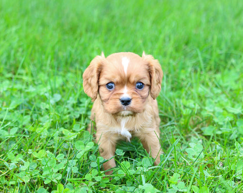 ACA Cavalier KCS For Sale Wooster OH Female-Destiny