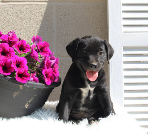 Dalmatian/English Cream Mix For Sale Holmesville OH Female-Joy