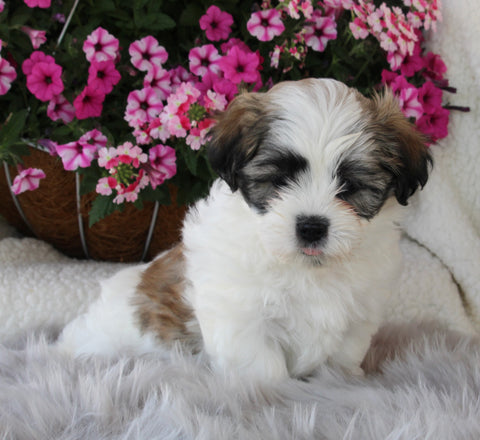 Malshi For Sale Applecreek OH Male-Winston