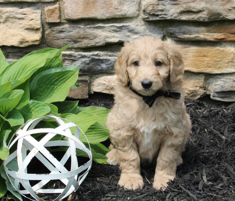 Mini Goldendoodle For Sale Sugarcreek OH Male-Bear