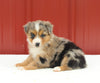 Australian Shepherd For Sale Holmesville OH Female-Anastasia