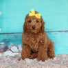 Cockapoo For Sale Sugarcreek OH Male-Ruger
