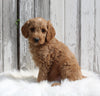 Goldendoodle For Sale Millersburg OH Male-Milo