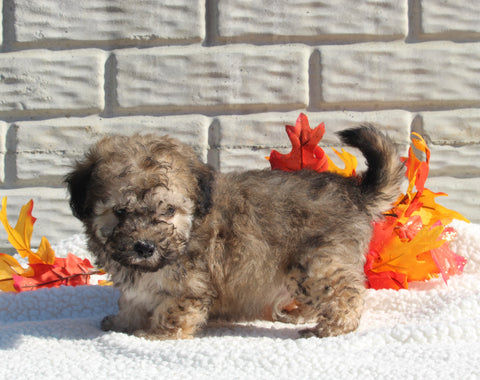 Maltipoo For Sale Holmesville OH Male-Max