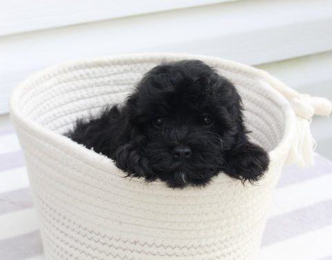 Havapoo For Sale AppleCreek OH Male-Cooper