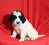 Mini Bernedoodle For Sale Sugarcreek OH Female-Sugar