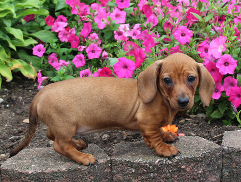 ACA Registered Dachshund For Sale Fredericksburg OH Female-Suzy