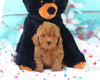 ACA Registered Mini Poodle For Sale Sugarcreek OH Male-Max