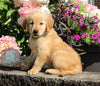 AKC Registered Golden Retriever For Sale Holmesville OH Female-Misty