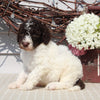 AKC Standard Poodle For Sale Sugarcreek OH Male-Milo