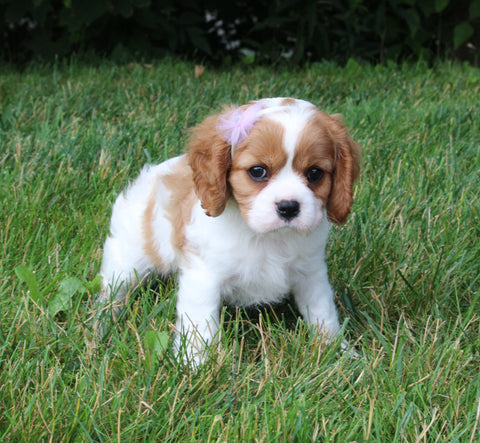 AKC Registered Cavalier KCS For Sale Millersburg OH Female-Lily
