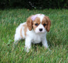 AKC Registered Cavalier KCS For Sale Millersburg OH Female-Lily
