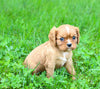 ACA Cavalier KCS For Sale Wooster OH Female-Destiny