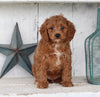 Cavapoo For Sale Millersburg OH Male-Teddie