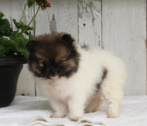 ACA Registered Pomeranian For Sale Millersburg OH Female-Princess