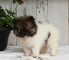 ACA Registered Pomeranian For Sale Millersburg OH Female-Princess