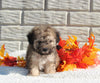Maltipoo For Sale Holmesville OH Male-Max