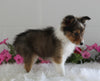 ACA Shetland Sheepdog For Sale Baltic OH Female-Olive