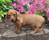 ACA Registered Dachshund For Sale Fredericksburg OH Female-Suzy