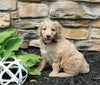 Mini Goldendoodle For Sale Sugarcreek OH Male-Bear