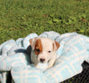 Jack Russell Terrier For Sale Fredericksburg OH Male-Milo