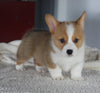 ACA Pembroke Welsh Corgi For Sale Millersburg OH Male-Grayson