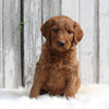 Goldendoodle For Sale Millersburg OH Male-Bently