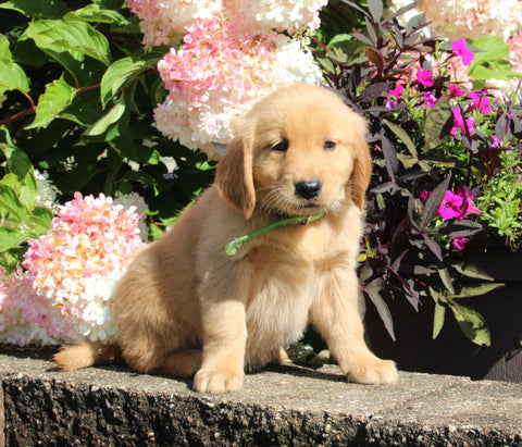 AKC Registered Golden Retriever For Sale Holmesville OH Female-Maggie