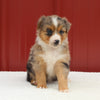 Australian Shepherd For Sale Holmesville OH Female-Anastasia