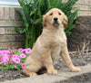 AKC Golden Retriever For Sale Millersburg OH Female-Miranda