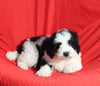 Mini Bernedoodle For Sale Sugarcreek OH Female-Emma