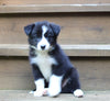 AKCA Registered Border Collie For Sale Warsaw OH Female-Sadie
