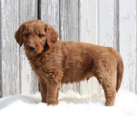 Goldendoodle For Sale Millersburg OH Male-Bently