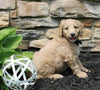 Mini Goldendoodle For Sale Sugarcreek OH Male-Bear