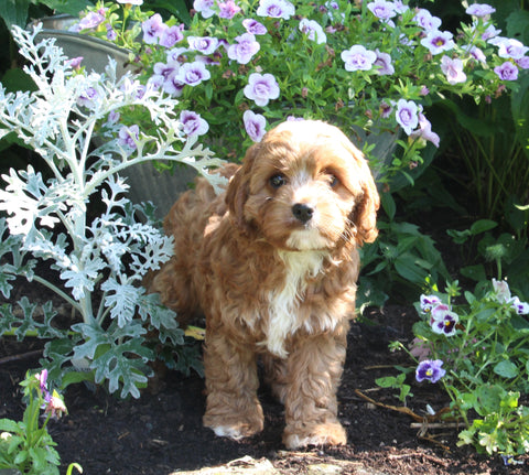 Cavapoo For Sale Millersburg OH Female-Bella