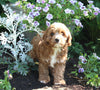 Cavapoo For Sale Millersburg OH Female-Bella