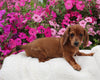 ACA Registered Dachshund For Sale Fredericksburg OH Male-Sparky