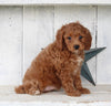 Cavapoo For Sale Millersburg OH Male-Teddie