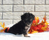 Maltipoo For Sale Holmesville OH Female-Mia